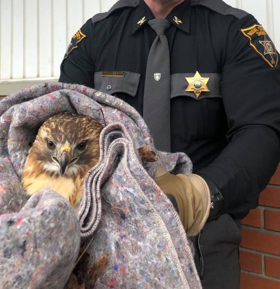 Sheriff's Deputies helped rescue the animal and get it to safety.