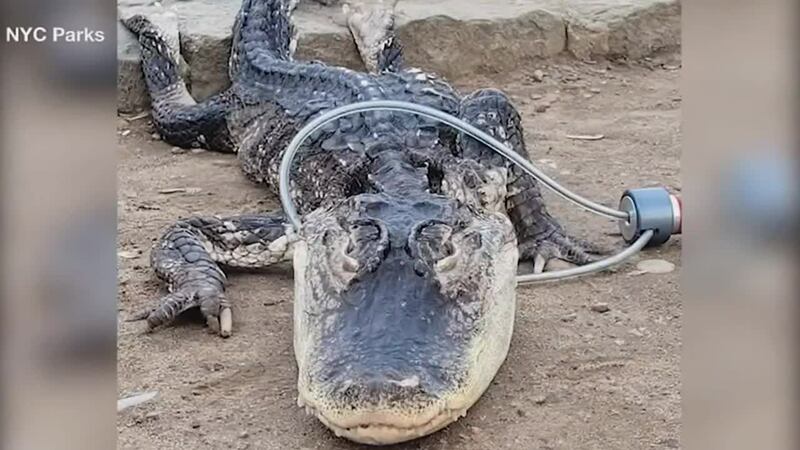 City officials said the alligator was likely dumped as an unwanted pet, and police are...