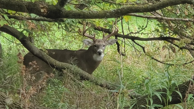 Buck season to endure windy, wet day