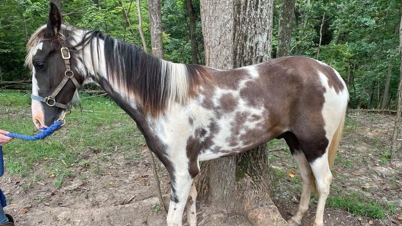 A man in Putnam County, West Virginia has been charged with animal cruelty after a horse was...