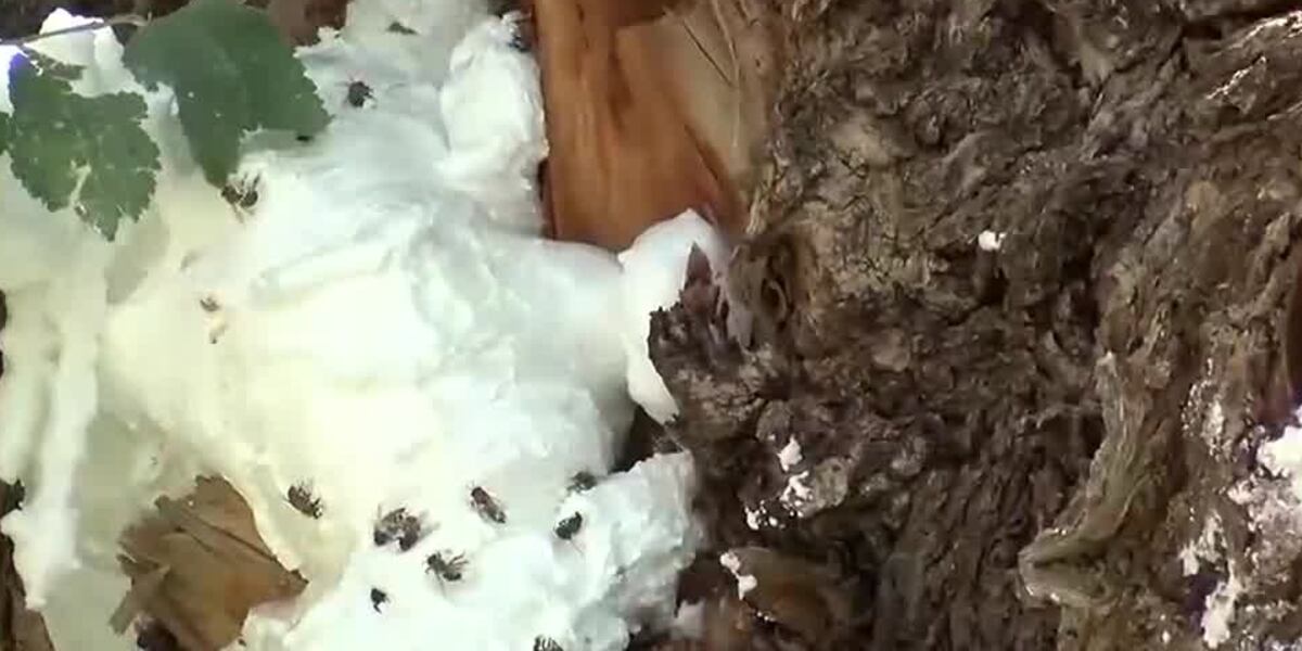 13 toddlers, 4 adults stung by ground-nesting bees while visiting ...