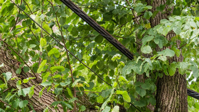 Vermont authorities say a utility worker has died while working on electrical power lines.
