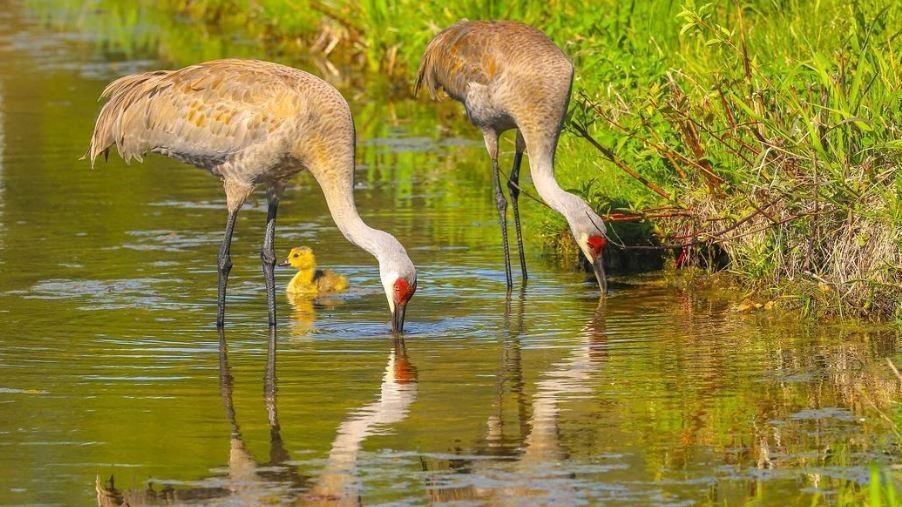 Mated pair of sandhill cranes raised solitary gosling dubbed 'Lucy' - Vimarsana News